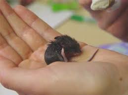 This family of mice have bodies generally ranging from 2 to 2.5 inches long (salt marsh and fulvous harvest mice grow up to 2.75 inches long) and tails that are furry and at least partially bicolor. How To Care For Baby Mice Found In The Wild Pethelpful