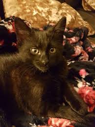 We offer european and german rottweilers and rottweiler puppies bred for correct conformation, superior quality, working ability and sound temperaments. Rottweiler Puppies Rescue Ct Bmo Show