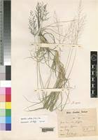 Image result for Sporobolus ioclados