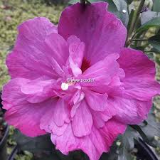 Image result for Hibiscus syriacus Violet Clair Double