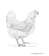 Rooster coloring page picture of rooster coloring page free printable coloring pages. Hen 1 Coloring Pages Chicken Coloring Pages Coloring Pages For Kids And Adults