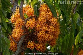 Image result for Saraca
