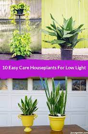 Moderately dry to evenly moist soil 10 Best Low Light Indoor Plants That Are Easy To Care For
