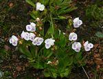 Image result for Stemodiopsis buchananii