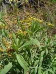 Image result for Helichrysum forskahlii
