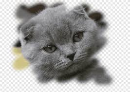 Fortunately a british cat breeder named marie rochford had managed to keep the russian. Scottish Fold Russian Blue British Shorthair Siberian Cat Kitten Kitten Mammal Animals Png Pngegg