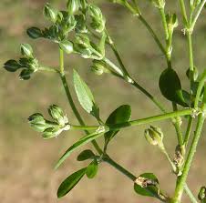 Image result for Polycarpon