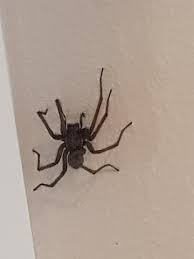 Diese tipps und hausmittel helfen gegen spinnen im haus. Was Ist Das Fur Eine Spinne Riesig Hauswinkelspinne Tiere Biologie Haus