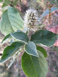 Image result for Cyathula