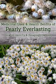 Medicinal Uses Health Benefits Of Pearly Everlasting Health Herbal Steam Health Benefits
