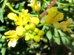 Image result for Diplocyclos tenuis