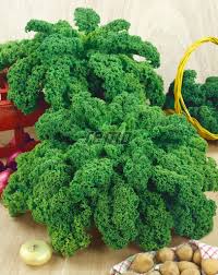 Image result for kadeřávek