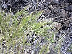 Image result for Panicum monticola