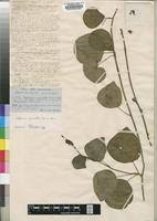 Image result for Stephania cyanantha