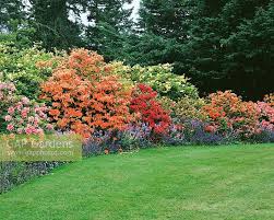 Image result for Rhododendron molle