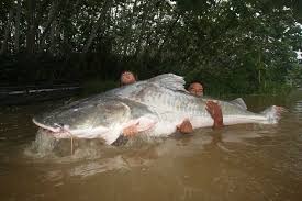 10 Biggest Catfish World Records Of All Time Game Fish Big Catfish Monster Fishing Catfish