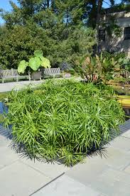 Image result for Cyperus
