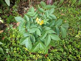 Image result for Senna hirsuta