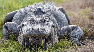 Alligator records, genuine houserockin' music! Alligators In Tiny Top Hats Are Showing Up In South Carolina Charlotte Observer