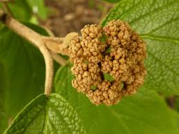 Image result for Rhabdophyllum