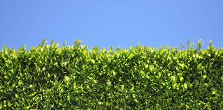Check spelling or type a new query. The Best Hedge Plants For Florida