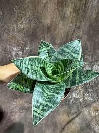 Image result for Sansevieria trifasciata