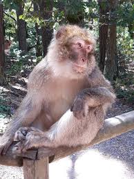 La Montagne Des Singes Un Autre Monde Petits Genies En Herbe
