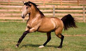 Skin of a buck, from buck (n.1) + skin (n.). 5 Fun Facts About Buckskin Horses Cowgirl Magazine Buckskin Horse Horse Breeds Horses