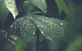 Had a really great rainy day traveling and fishing episode. Nu51 Rain Forest Wood Leaf Flower Nature Wallpaper