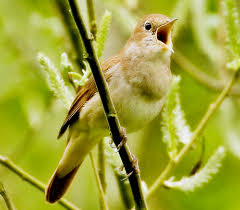 Mandikan burung anda yang mewah. Burung Nightingale Mampu Menyanyikan 300 Lagu Cinta Yang Berbeda Om Kicau