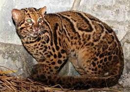 May 01, 2021 · liputan6.com, jakarta badan nasional penganggulangan bencana (bnpb) menyebut bencana hidrometeorologi masih dominan terjadi di indonesia sepanjang januari hingga april 2021. Harga Kucing Hutan Jenis Dan Cara Merawatnya Lengkap
