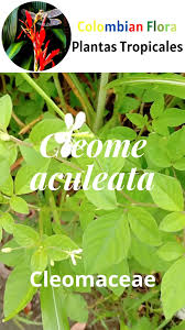 Image result for Cleome aculeata