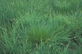 Image result for Triainolepis