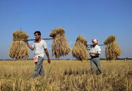 Indian Farmers Harvesting Paddy In Sivasagar A District Of Assam People Of The World Farmer Agriculture Farming