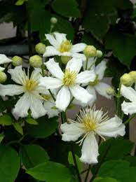We did not find results for: Clematis Paul Farges Summer Snow Waldrebe Paul Farges
