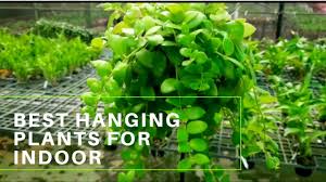 Give your plants something gorgeous to grow in. My Plant Corner Tour In Malayalam With Plant Name My Little Green Space Foliage Garden Tour By Botanical Woman