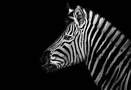 Amazing Portraits Of Wild Animals Black And White Animal Photography Animals Wild Zebra