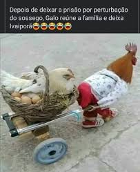 O percurso é de seis quilômetros, pelas maiores avenidas do centro do recife.ver mais. Galo De Ivaipora Veja Os Memes Sobre O Galo Que Foi Detido E Viralizou Nas Redes Ric Mais