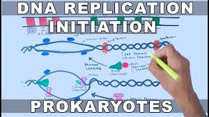 Dna Replication In Prokaryotes Initiation Youtube