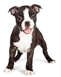 Her previous owner had to move out of state suddenly and kali needed a home. Teacup Boston Terrier For Sale Petfinder