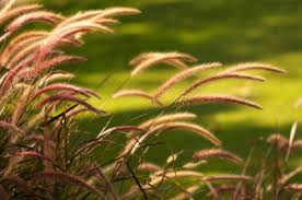 Fountain grass cultivars make a nice alternative to the usual draceana to add height and interest in such settings. Benefits Of Ornamental Grasses In Your Garden