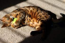 How Long Do Bengal Cats Live For Blindbengal