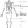 The muscle and bones system. 1