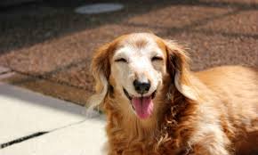 「犬」の画像検索結果