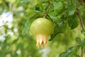 Pomegranate tree flowers no fruit. Pomegranates In Western Australia Agriculture And Food