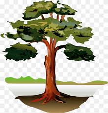 Gum trees can reach extensive proportions, even in the uk, but can be kept more compact by pruning. Southern Live Oak Gum Trees Eucalyptus Leaves Leaf Branch Plant Stem Png Pngwing
