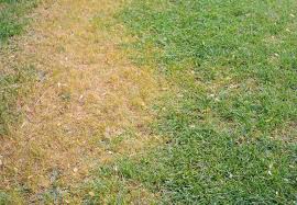 It costs an average of $0.10 to $0.20 per square foot to reseed or overseed a lawn. Lawn Fungus How To Recognize And Remedy It Bob Vila