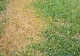 Seed between aug 15th and sept 15. Lawn Fungus How To Recognize And Remedy It Bob Vila
