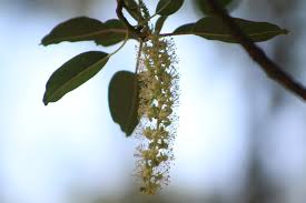 Image result for Phytolacca dioica