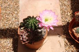 Rainbow burst is famed for the display of its colorful flowers. Echinobivia Rainbow Burst Alice Liles